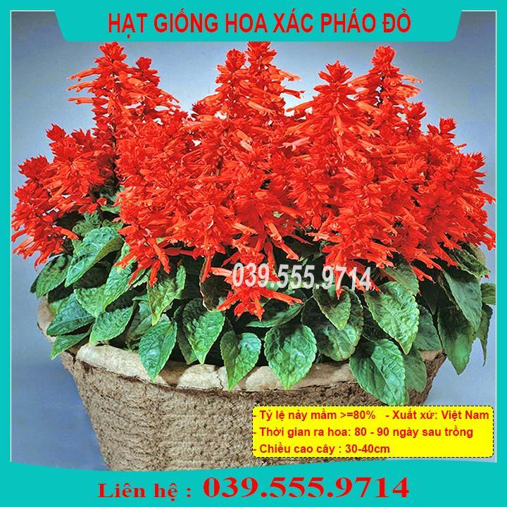HẠT GIỐNG HOA XÁC P.H.Á.O ĐỎ - DỄ TRỒNG DỄ CHĂM