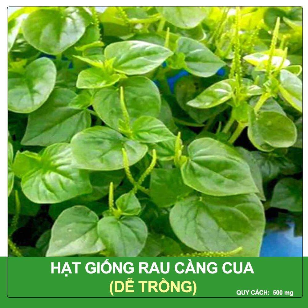 HẠT GIỐNG RAU CÀNG CUA - DỄ TRỒNG DỄ CHĂM SÓC, NĂNG SUẤT CAO NHANH THU HOẠCH