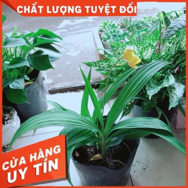 Lan Đất Có Hoa Vàng