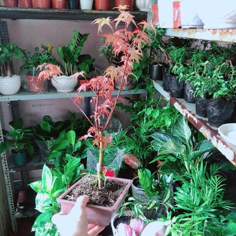 Phong Lá Đỏ