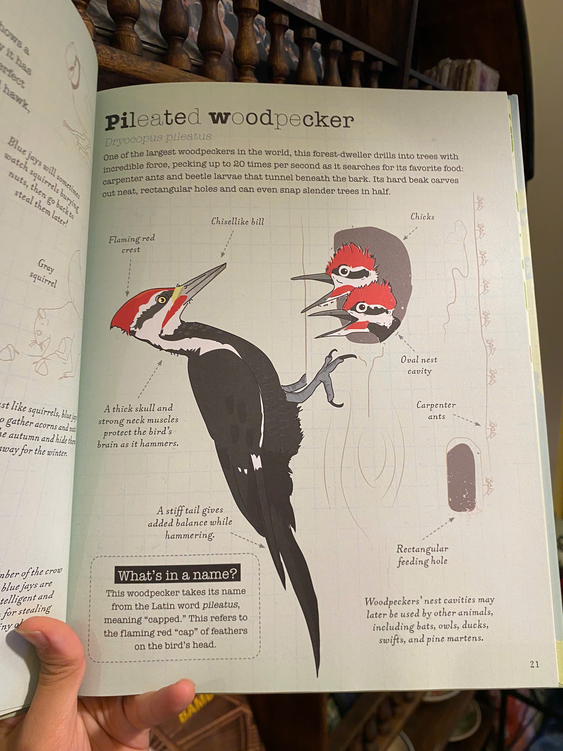 Sách - A World of Birds by Vicky Woodgate | Children's Science Picture Book | English Encyclopedia