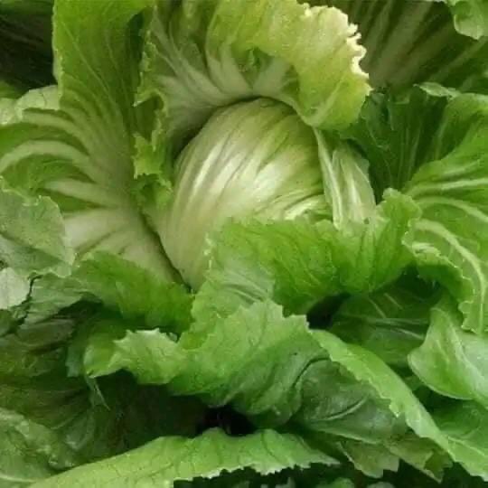 Hạt Giống Cải Bẹ Dưa Phú Nông Gói 20gr