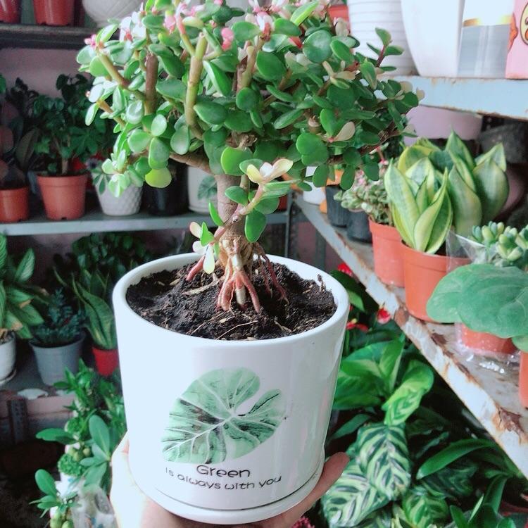 Chậu Cây Cành Vàng Lá Ngọc Cổ Thụ