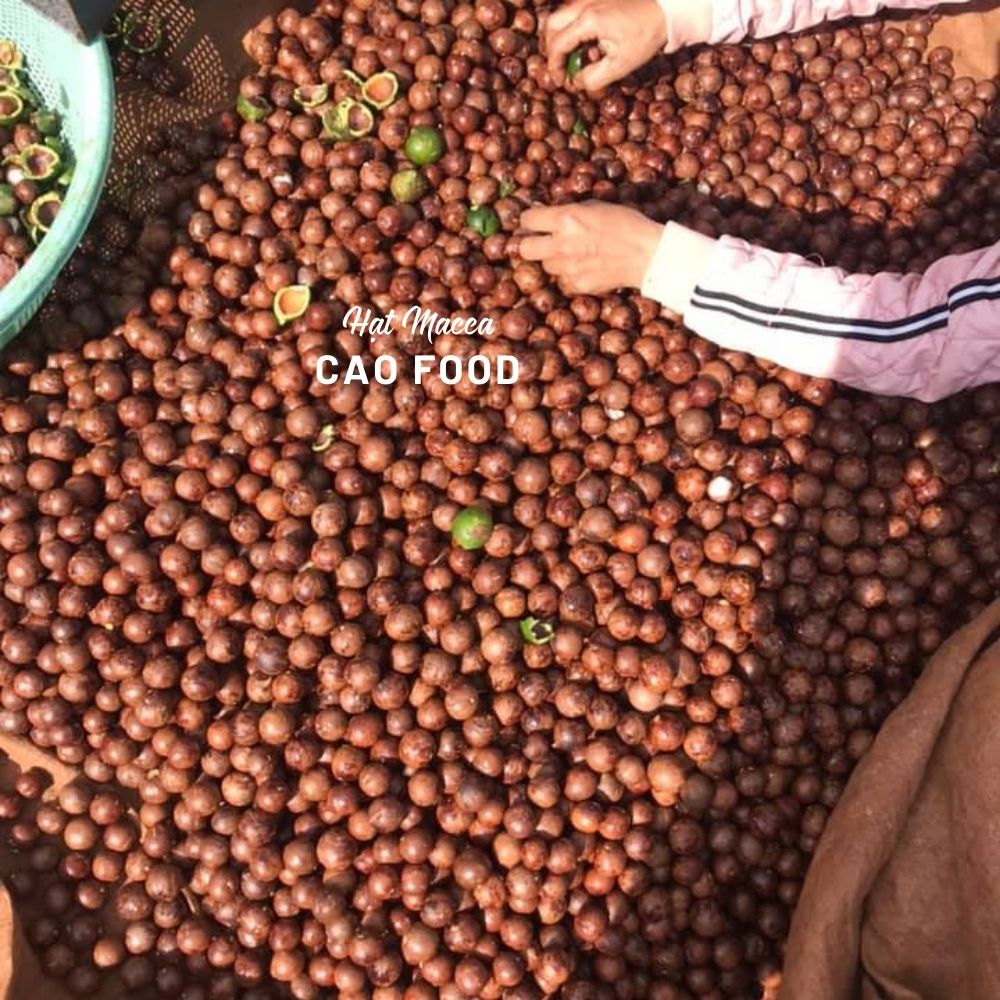 Hạt Macca Đaklak CAO Food loại 1 to tròn tự nhiên, ngọt bùi từng hạt - có kèm khui mở