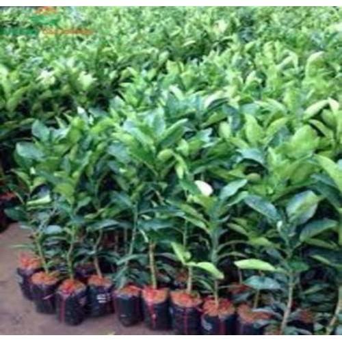 CÂY GIỐNG BƯỞI DIỄN