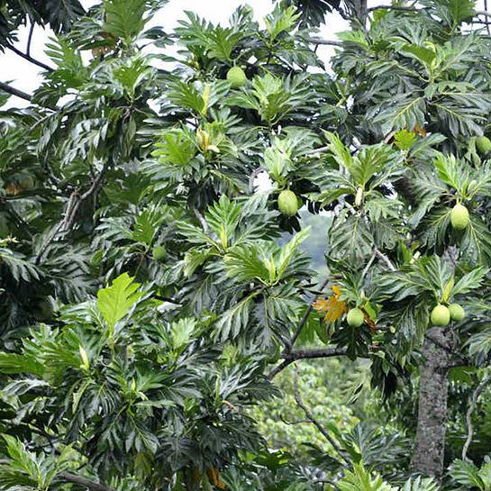 CÂY SA KÊ CAM KẾT CHUẨN F1