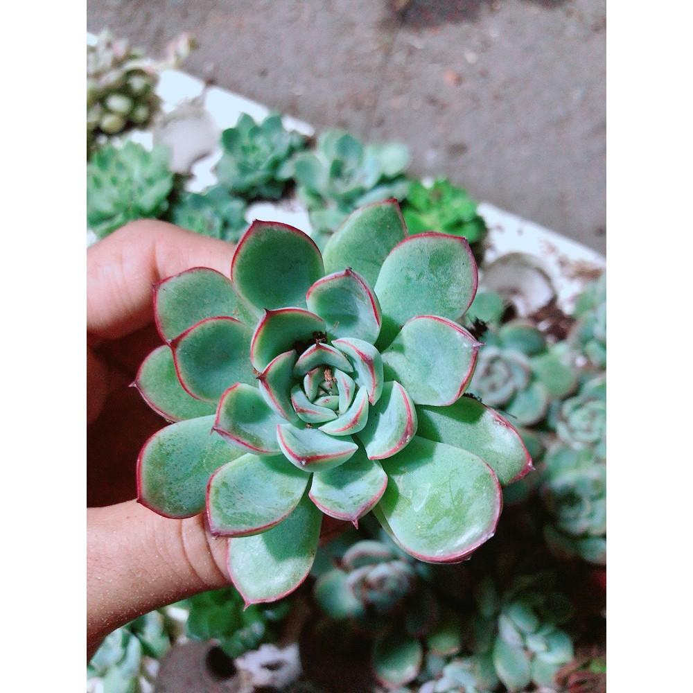 Combo 12 Cây Sen Đá