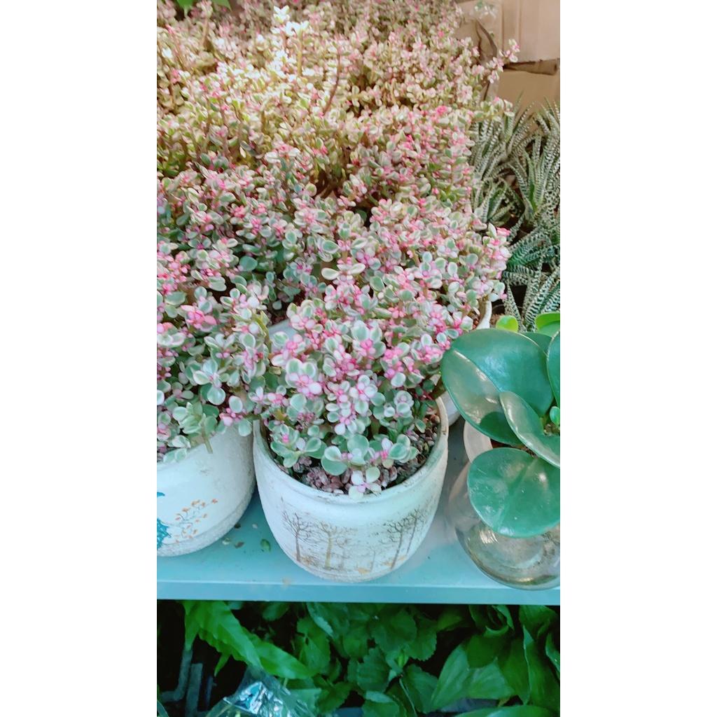 Chậu Cây Cành Vàng Lá Ngọc