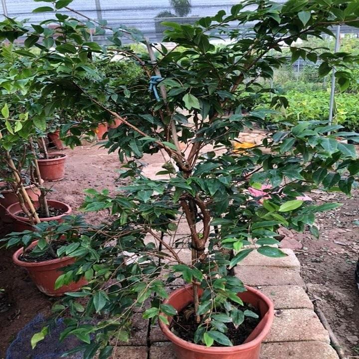 HÀNG CHẤT LƯƠNG Cây Nho Thân Gỗ Tứ Quý - Cây Ăn Quả - H2O Farm