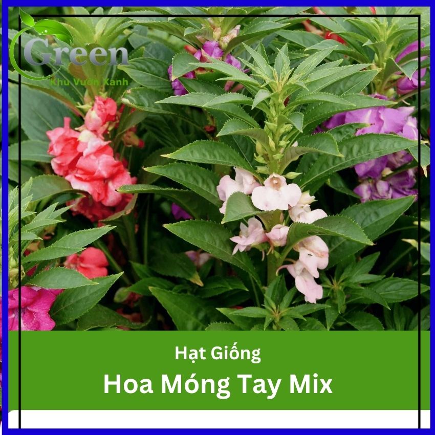 Hạt Giống Hoa Móng Tay Nhiều Màu Mix