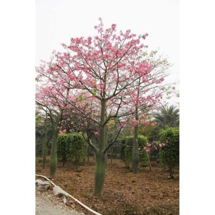 Cây MỸ NHÂN - HOA CỰC ĐẸP, ĐỘC, LẠ - Cây giống gửi đi nguyên bầu