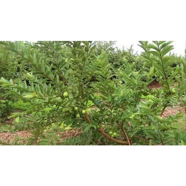 Cây giống cây ổi Đông Dư hoặc ổi găng