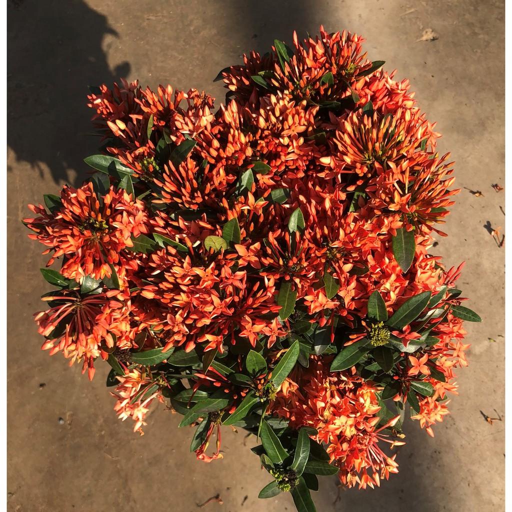 Chậu trang Thái siêu bông hoa màu hồng