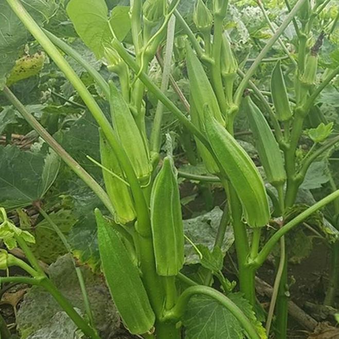 Hạt Giống Đậu Bắp gói 20gr, hat giong rau sach thuy canh