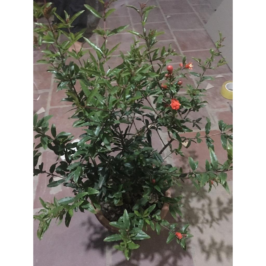 Cây Lựu Đỏ Cảnh Đang Có Hoa