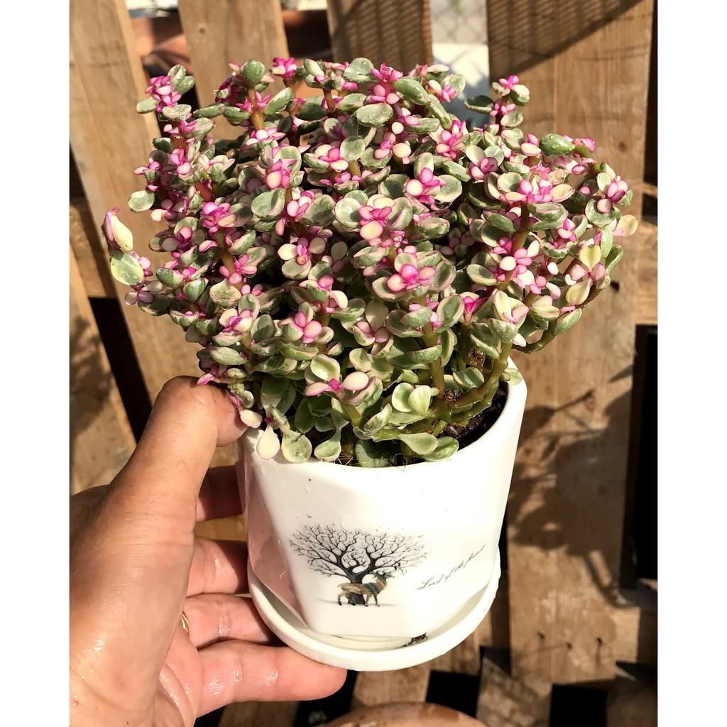 Chậu sứ sen đá Đô La hồng
