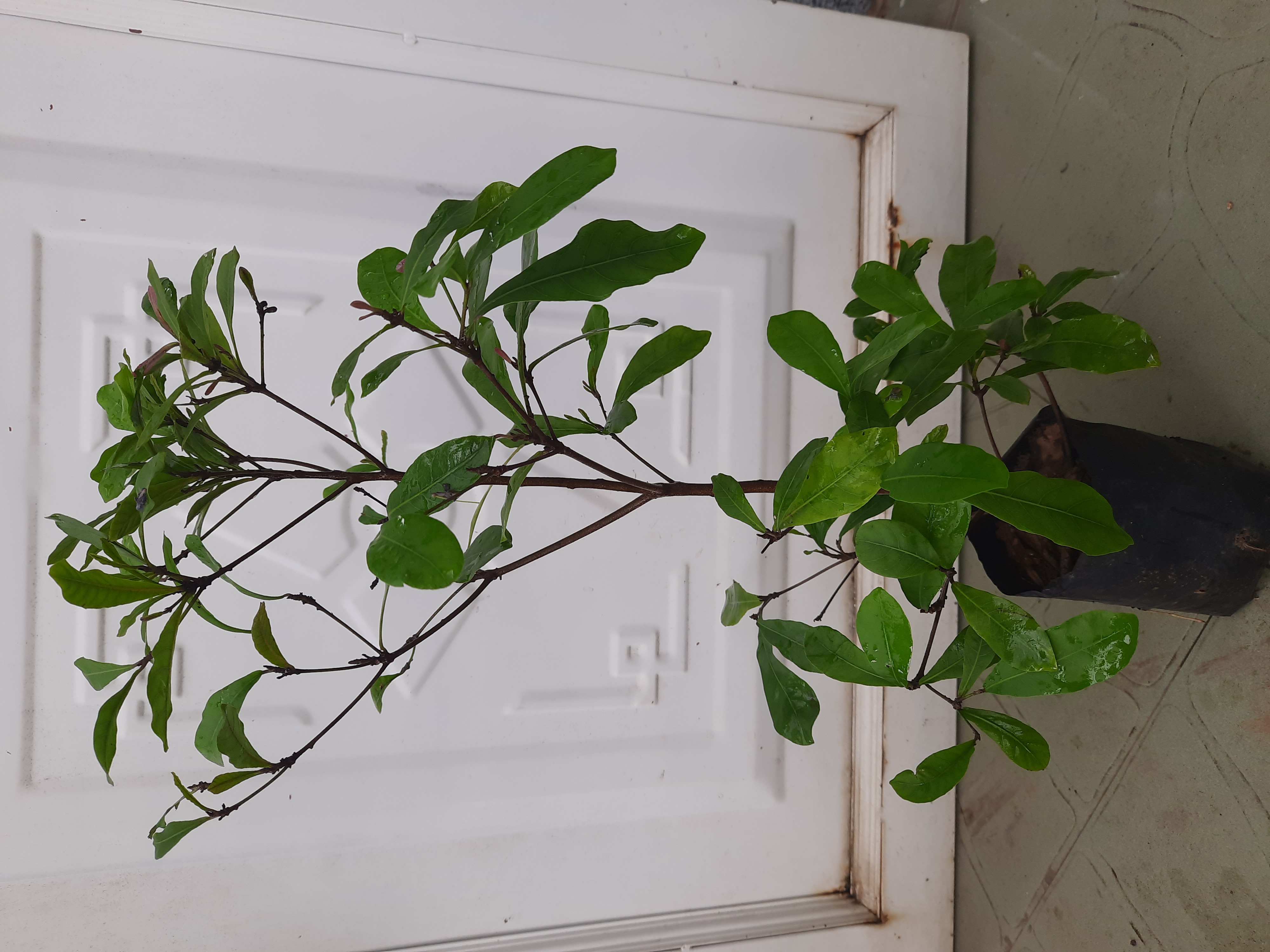 Cây thần kỳ chiều cao 30-40cm