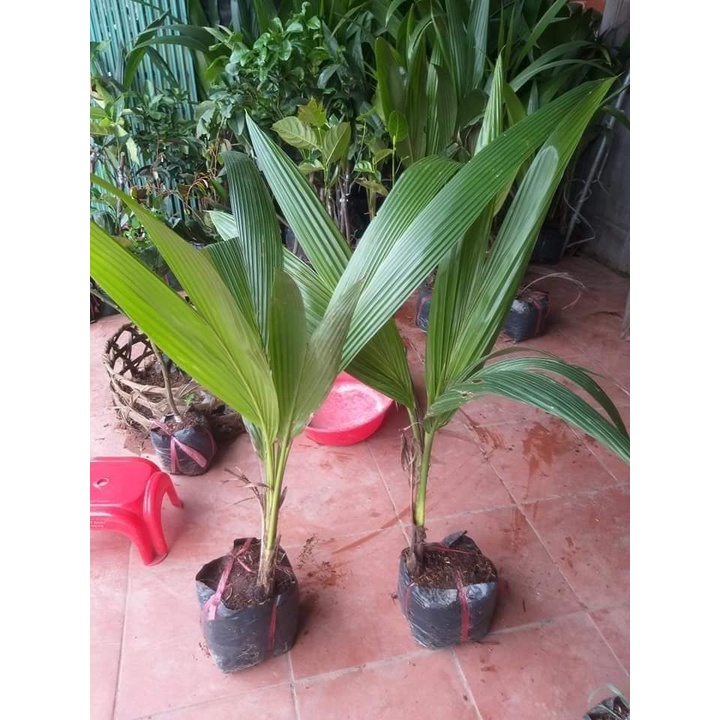 Cây Giống Dừa xiêm hồng