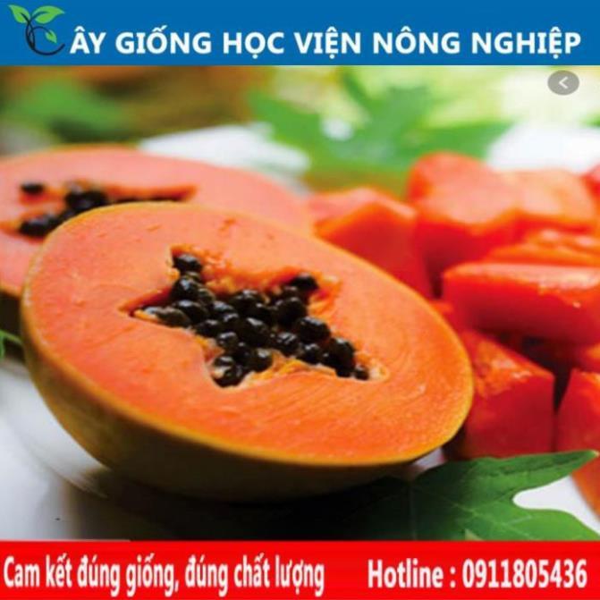 Sản phẩm Cây Ăn Trái cây giống đu đủ thái