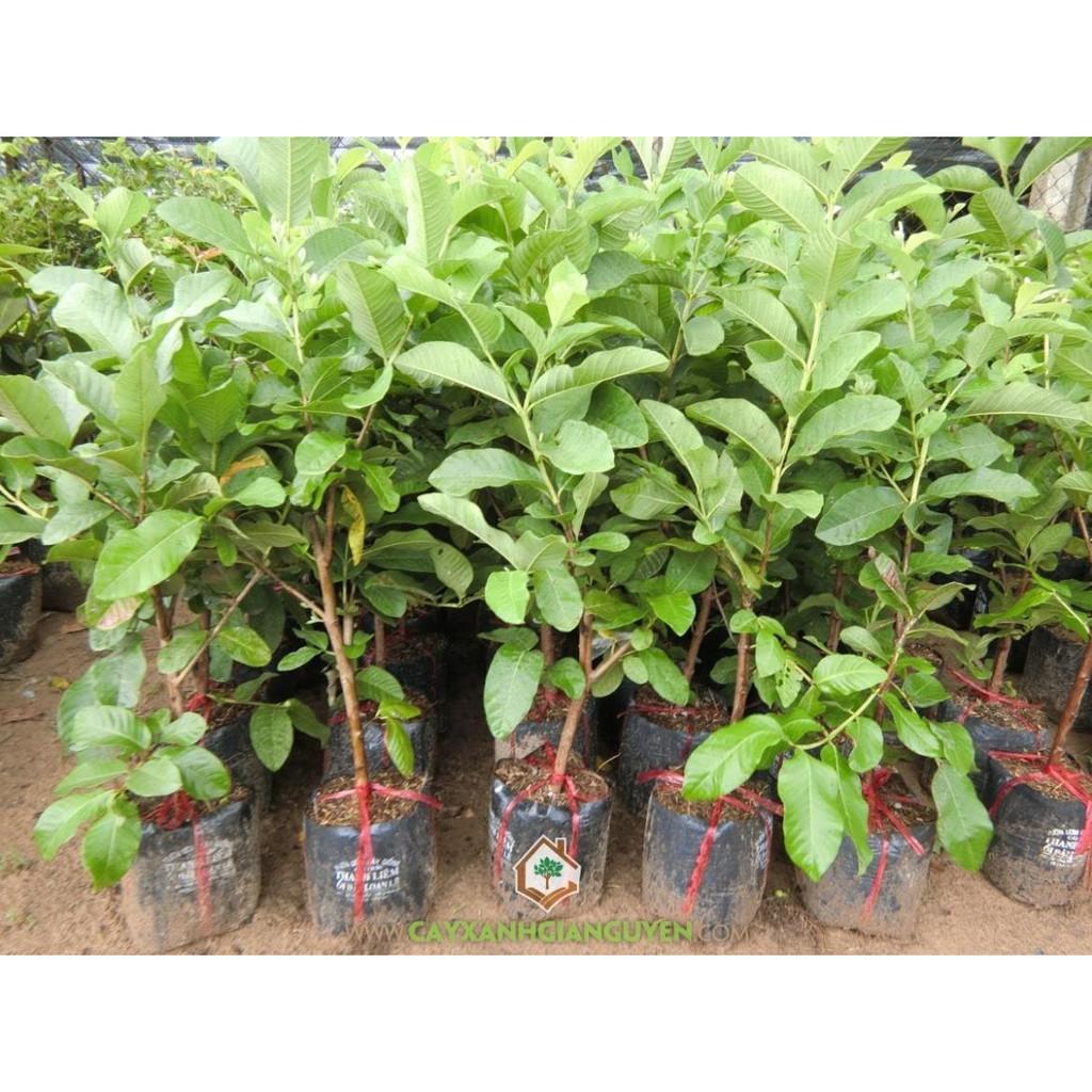 CÂY GIỐNG ỔI TỨ QUÝ