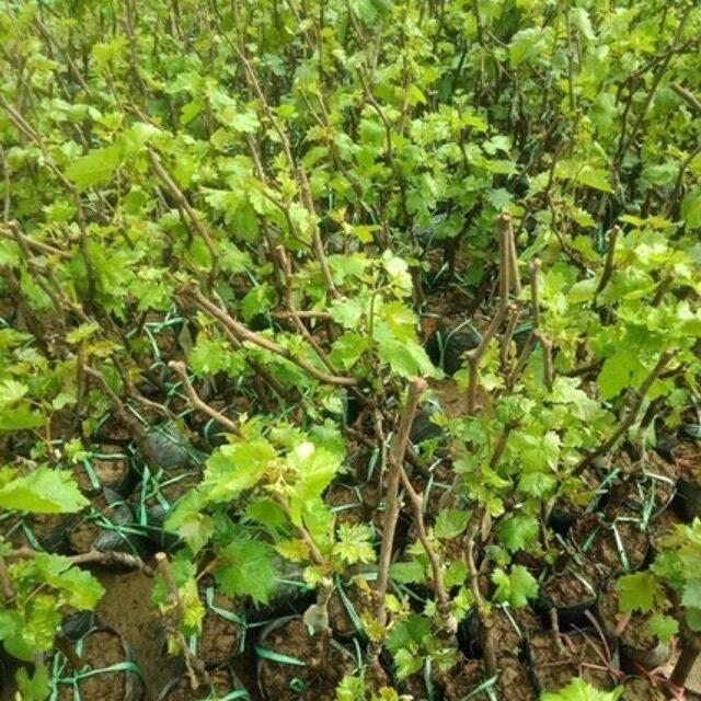CÂY NHO NGÓN TAY LEO GIÀN KHÔNG HẠT NGON NGỌT 1,5 NĂM CHO QUẢ
