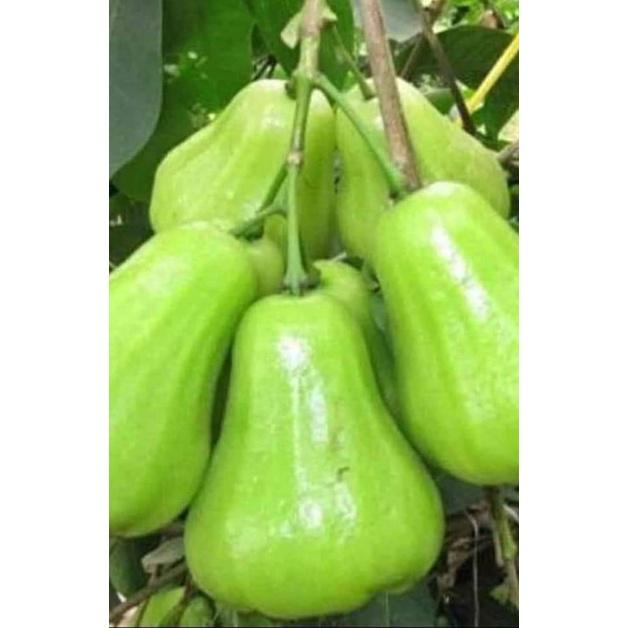 Cây giống mận xanh đường