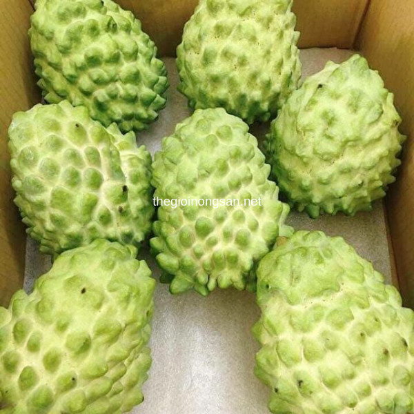 Bộ 1 gói Hạt giống na thái lan