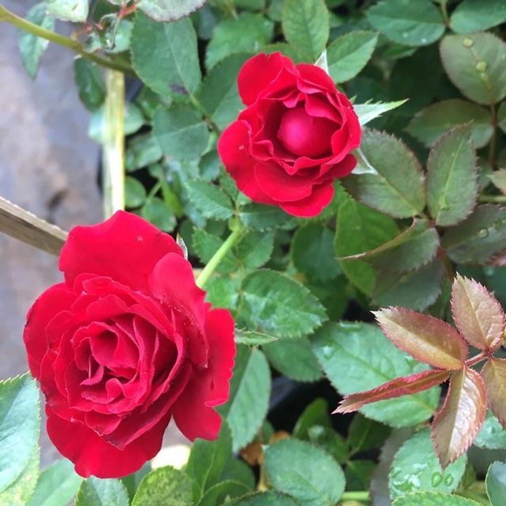 Hoa Hồng tezzza đỏ cuốn hút-bầu to lớn, cây trưởng thành trưởng thành