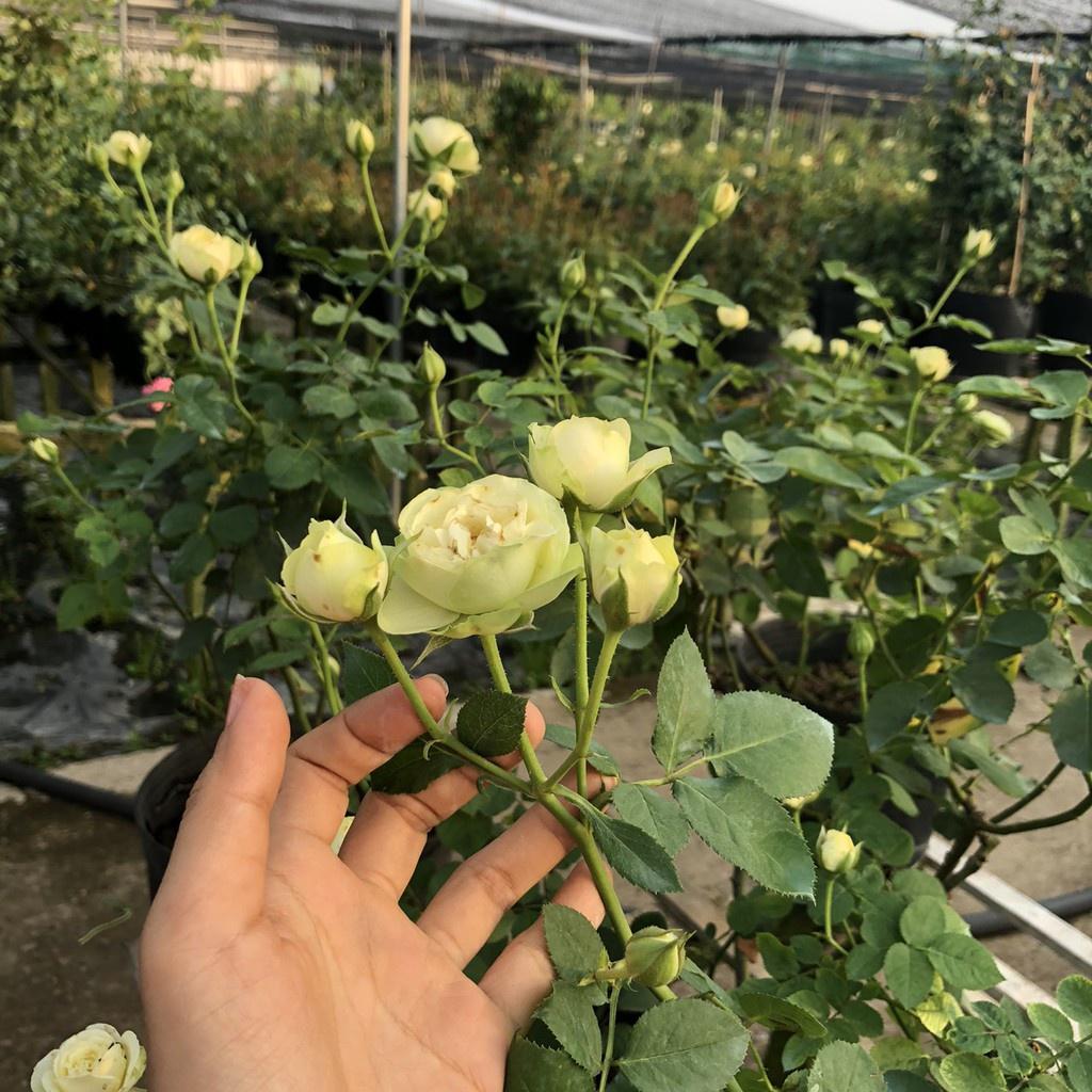 Hoa Hồng bụi Creamy Eden Rose chậu size C10