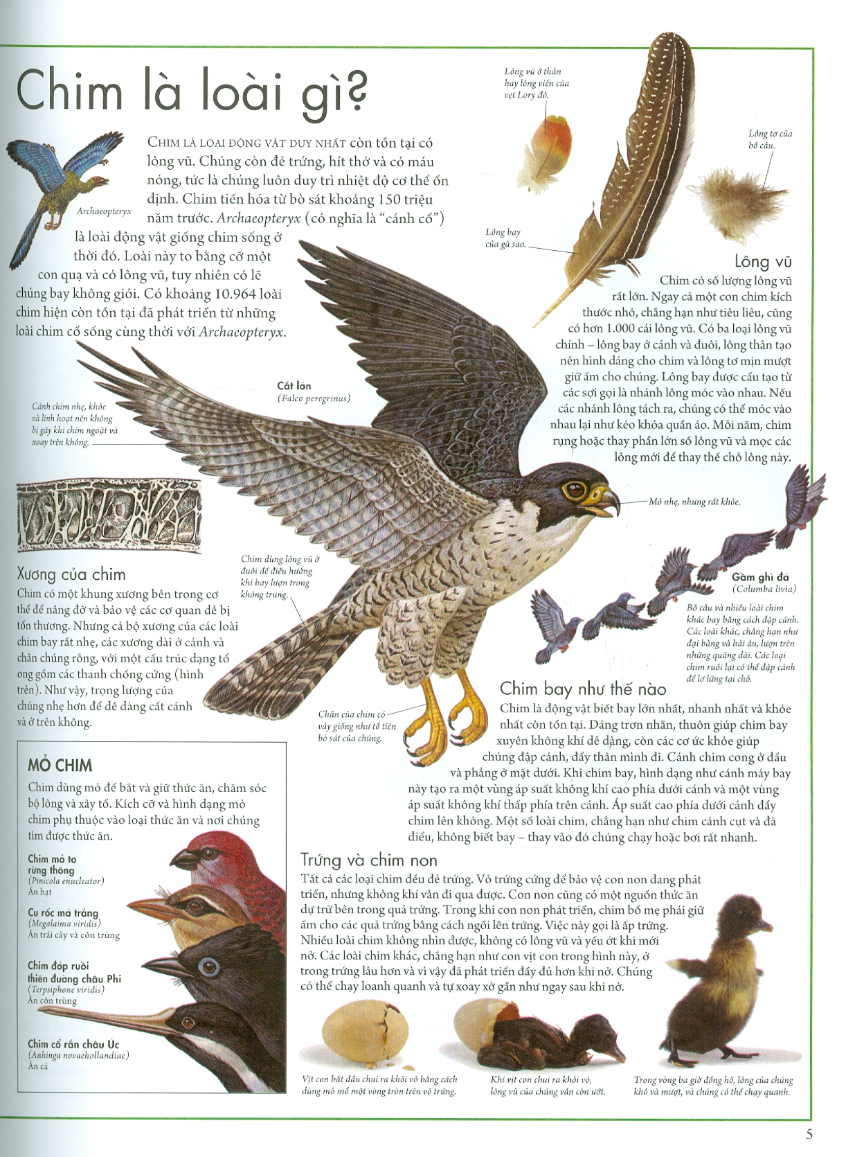 Atlat Động Vật - Bách Khoa Bằng Hình Về Các Loài Động Vật Hoang Dã Trên Thế Giới