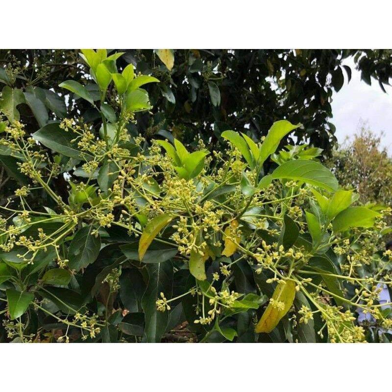 CÂY GIỐNG BƠ CUBA TRỒNG CHẬU SIÊU SỚM