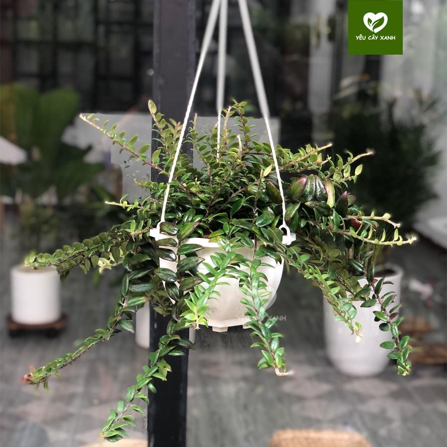 Cây Lan Tim - Chậu Treo nhánh dài khoảng 25cm