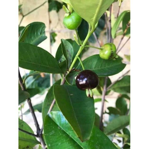Sản phẩm CÂY GIỐNG CHERRY BRAZIL