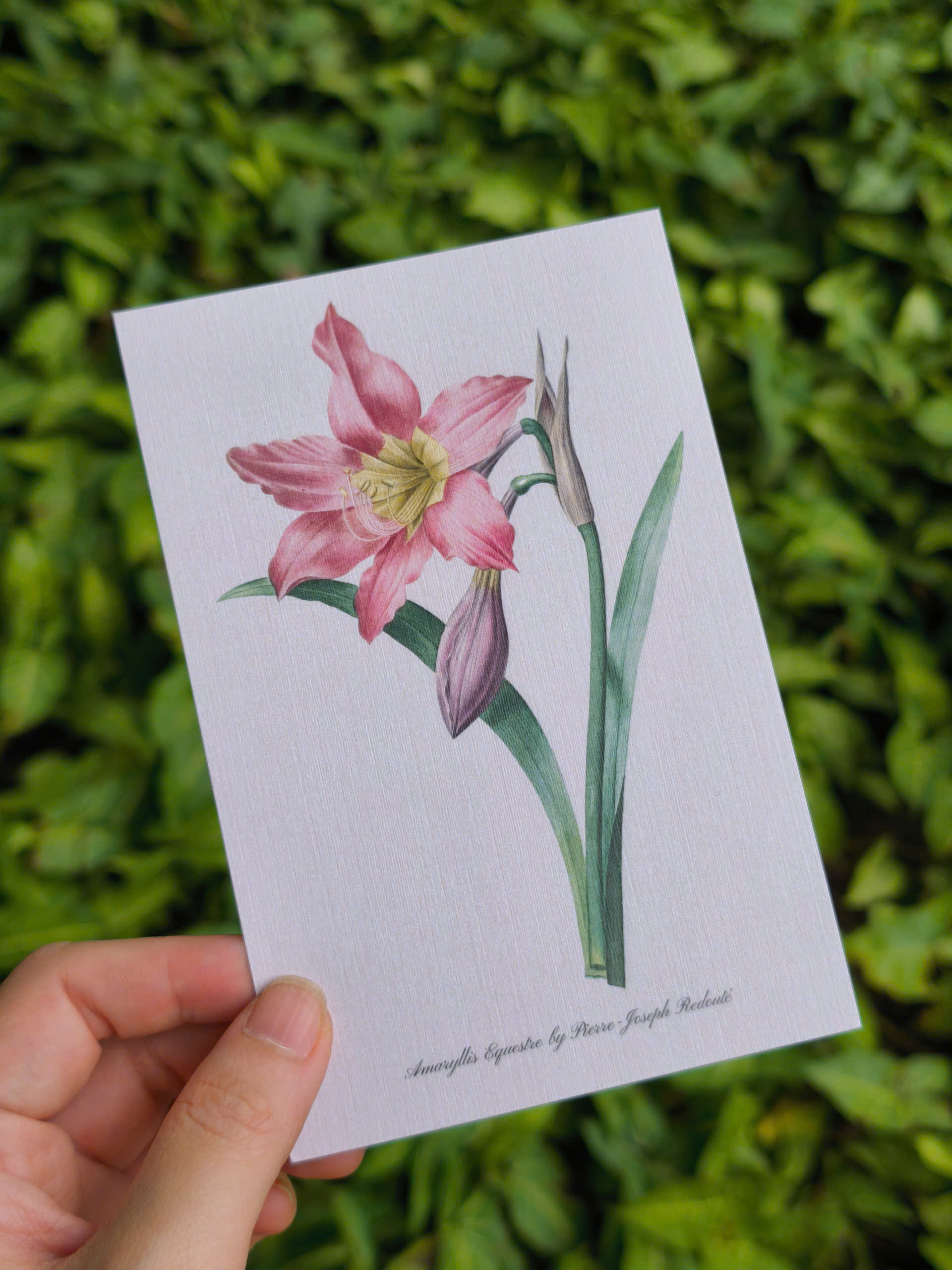 BỘ 100 POSTCARD PETALA & FOLIA - Minh Họa Thực Vật Nghệ Thuật - Giấy Mỹ Thuật 300g Cao Cấp - Nho Xanh