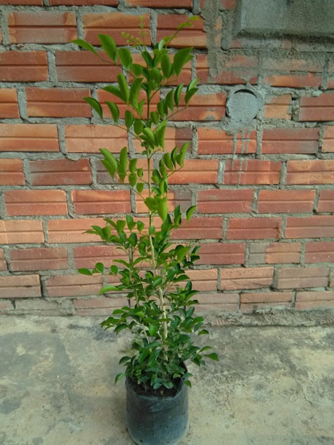 Cây hoa nguyệt quế, cây cao từ 30-50cm