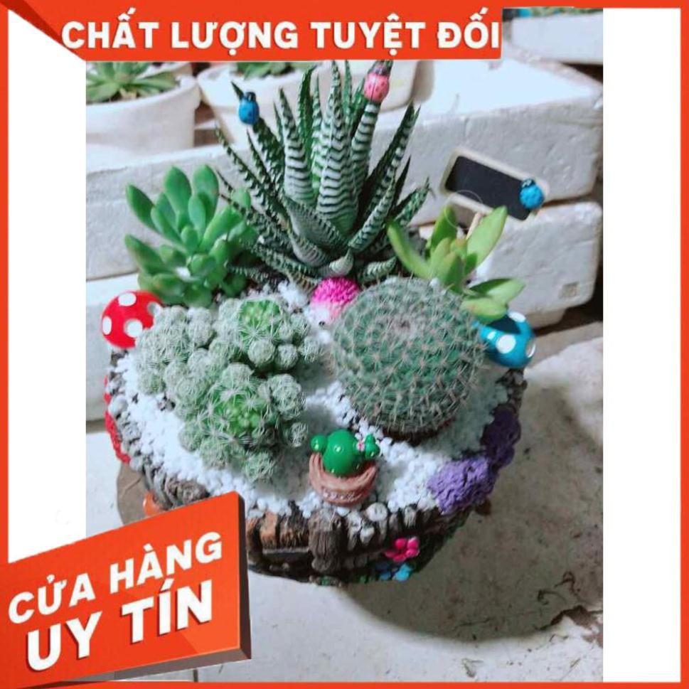 Chậu xương rồng tiểu cảnh Nhiều Người Mua