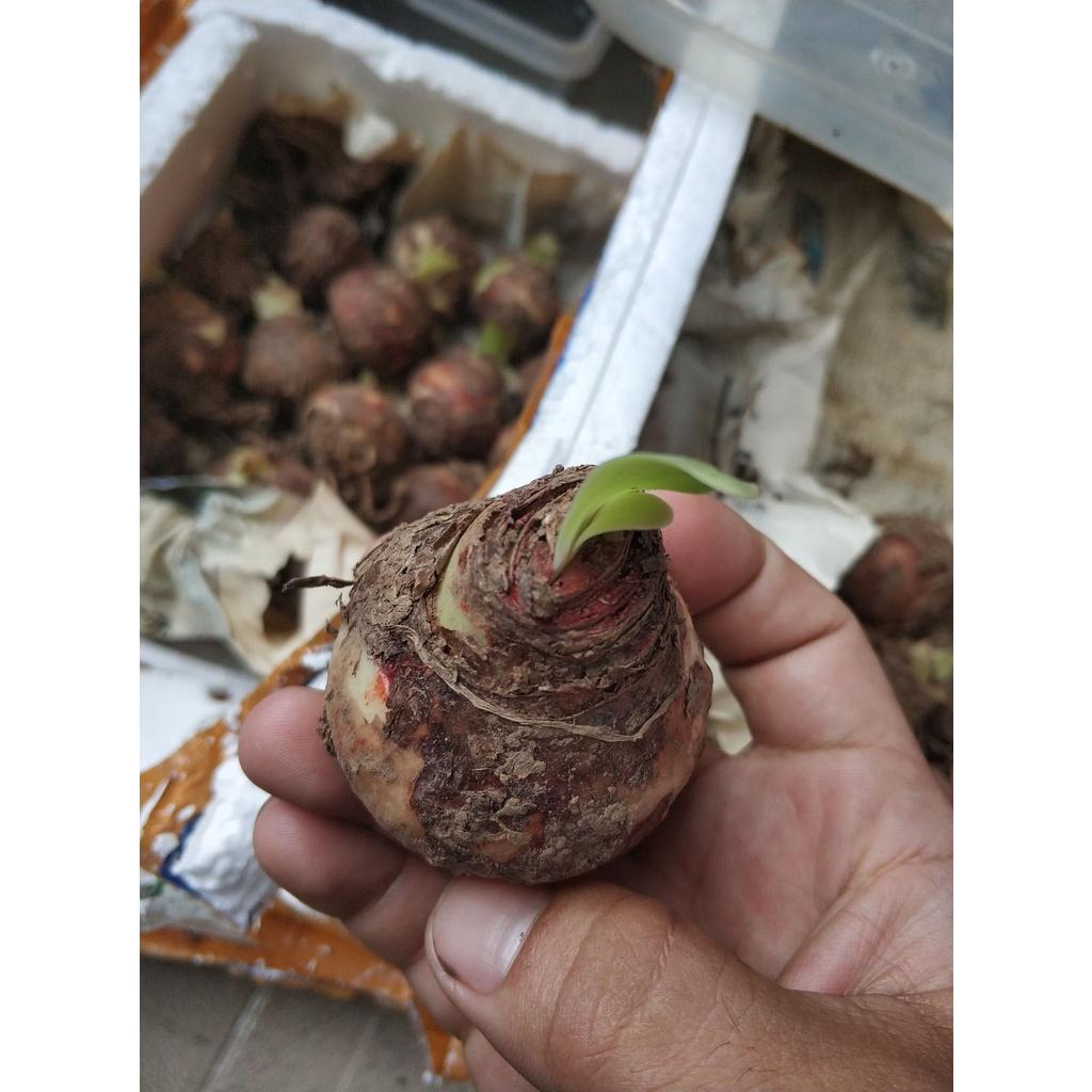2 củ giống hoa huệ tây -màu chuẩn .mùi thơm nhẹ