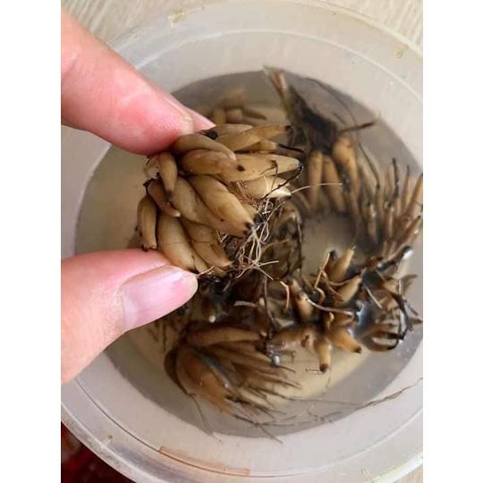 Củ giống hoa hồng mao lương hoa màu cam - Kèm viên nén sơ dừa ươm - 1 củ