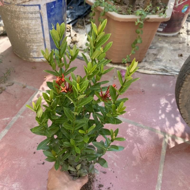 Cây hoa mẫu đơn giống trồng bịch đen cao 20cm