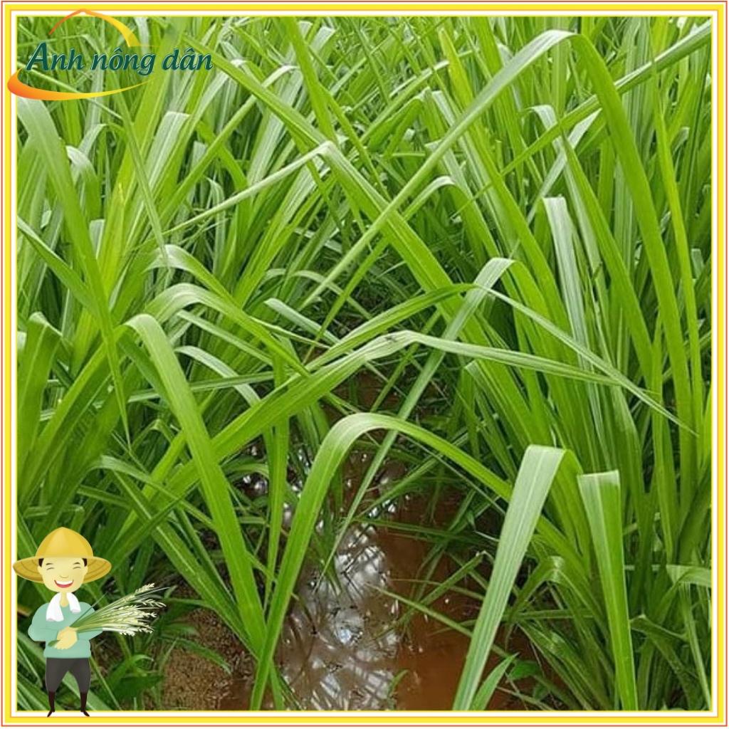 Gói 500g Hạt giống cỏ Ubon Paspalum, chịu ngập tốt, năng suất cao, giàu dinh dưỡng - Anh nông dân chính hiệu