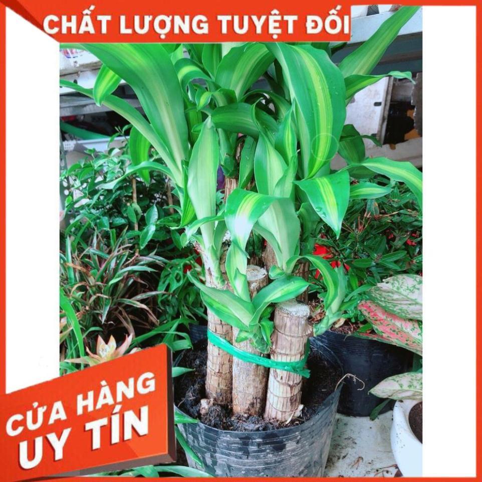 Cây phát tài
