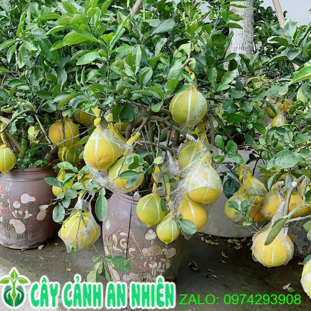 Chậu Cây Bưởi Kiểng