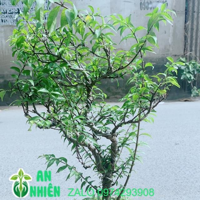 Chậu Cây Mai Chiếu Thuỷ