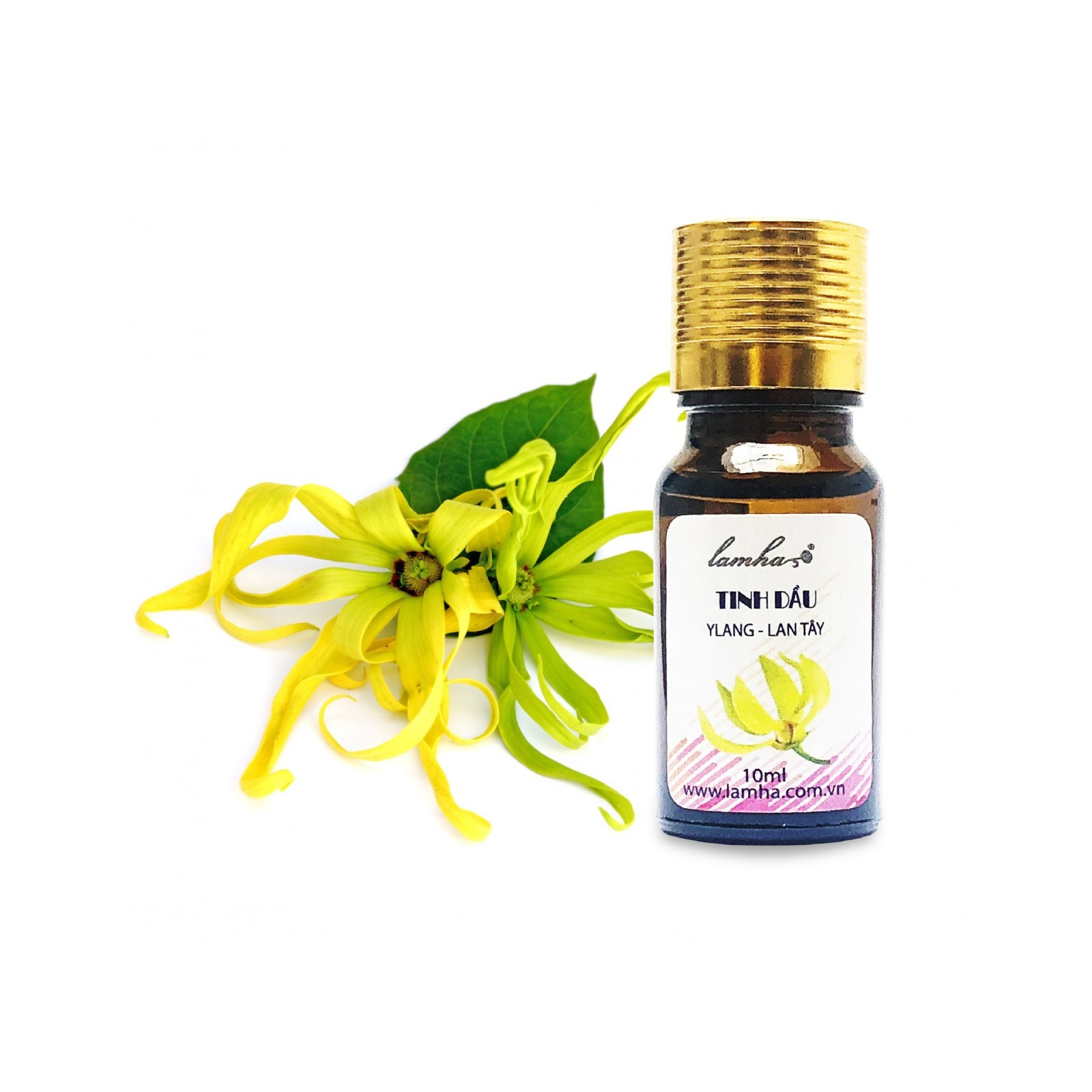 Tinh Dầu Lan Tây Lam Hà Ylang Oil (10ml):giúp trấn tĩnh tinh thần, sát khuẩn, chống viêm nhiễm, giảm huyết áp, kiểm soát chất nhờn, làm se lỗ chân lông.