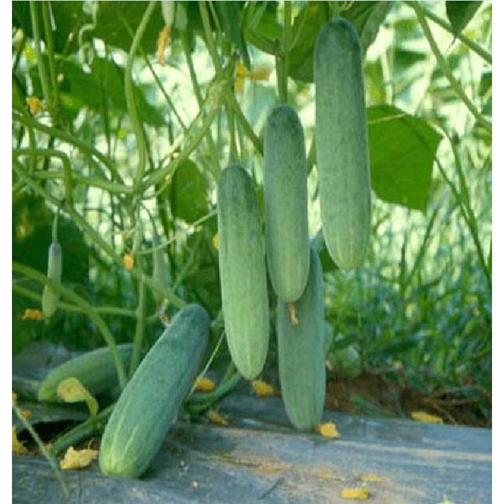 Hạt Giống Dưa chuột nếp ta cao sản F1 KNS3333 – Gói 10Hạt