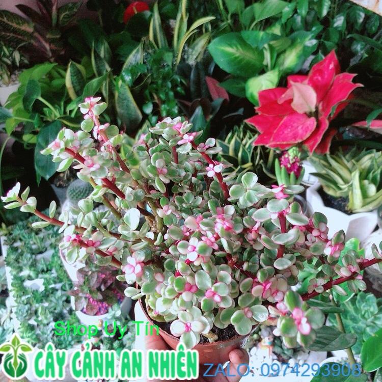 Cây Cành Vàng Lá Ngọc