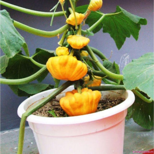 Hạt Giống Bí Đĩa Bay - 10 Hạt