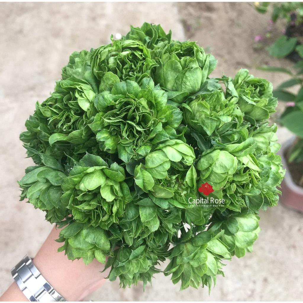 Hồng trứng Xanh thân gỗ dáng tree