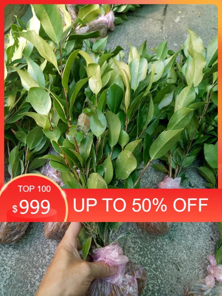 Cây giống hoa Trà My bầu đất đang nụ - Cây bonsai dễ trồng, hoa to, nở hoa Tết Nguyên Đán