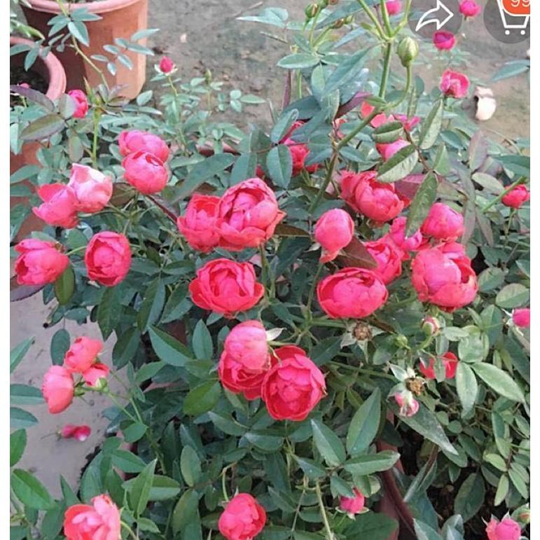 Hoa Hồng ngoại Koster red trứng màu đỏ thân tree